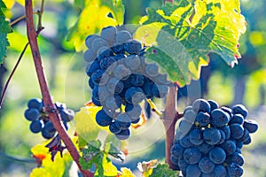 Bunches of ripe grapes, vineyards near St. Emilion town, production of red Bordeaux wine, Merlot or Cabernet Sauvignon grapes on