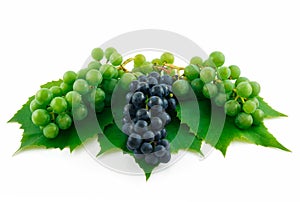 Bunches of Ripe Green and Blue Grapes Isolated