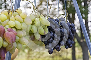 Bunches of ripe green grapes for cooking wine and food.