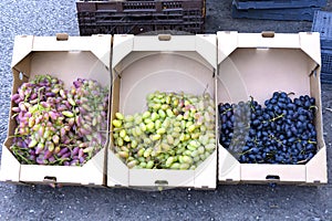 Bunches of ripe green grapes for cooking wine and food are stacked in cardboard square boxes for transportation. Close-up