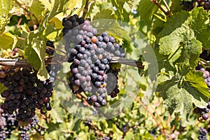 Bunches of ripe merlot grapes at harvest time in vineyard