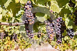 Bunches of ripe Merlot grapes on vine in vineyard