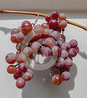 Bunches of ripe pink grapes on a branch on a white highlighted background photo