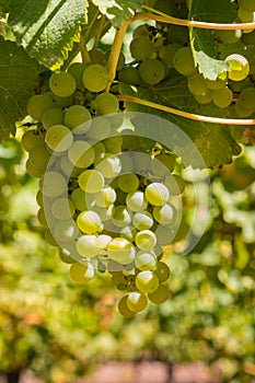 Bunches of ripe Pinot Gris grapes hanging on grapevine in vineyard with blurred background