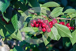 Bunches of ripe red cherries and green leaves on cherry tree branch in orchard