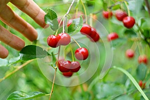 Bunches of ripe red cherries on a tree branch. man harvests. Selective focus.