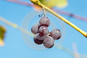 Bunches of ripe red wine grapes on old vine