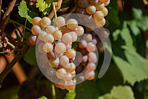 Bunches of ripe RPS grapes in the vineyard