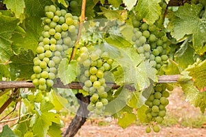 Bunches of ripe Sauvignon Blanc grapes on vine in vineyard