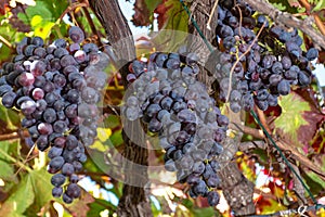 Bunches of ripe table grapes hanging on old grape plants in autumn, ready for harvest