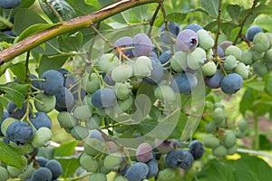 Bunches of ripe and unripe blueberry berries on a bush