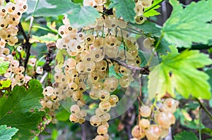Bunches of ripe white currant on the shrub. photo