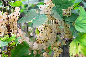 Bunches of ripe white currant on the shrub. photo