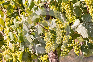 Bunches of ripe white wine grapes on the vine