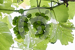 Bunches ripening grapes