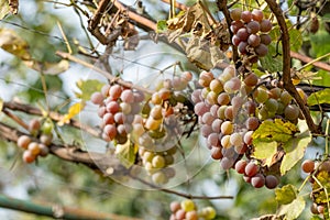 Bunches of ripening white wine grapes growing on vine at a farm. Closeup of ripe Lydia grapes bunch in garden outdoors swinging in