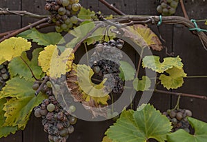 Bunches of rotting grapes hanging on the vine in Autumn