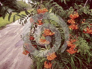 Bunches of Rowan on a background of green leaves