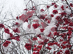 Bunches of Rowan berries under the snow. After snowfall