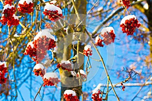Bunches of rowan covered with snow