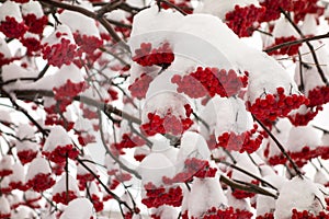 Bunches of rowan in the snow