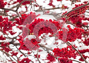 Bunches of rowan in the snow