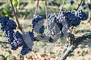 Bunches of Sangiovese grapes in the Chianti region of Tuscany