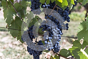 Bunches of Sangiovese grapes in the Chianti region of Tuscany