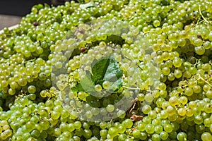 Bunches of Sauvignon Blanc grapes in vineyard in harvest time