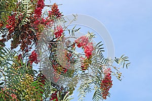 Bunches of Schinus molle or Peruvian pepper Fruits against blue sunny sky of Valle Sur, Cuzco region, Peru, South America