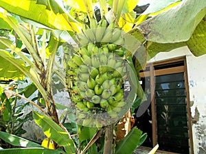 A bunches of small banana fruits (lady finger ) at the tree