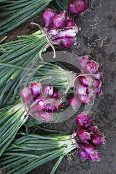 Bunches of spring onion, Allium fistulosum