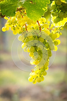 Bunches of tasty ripe grapes