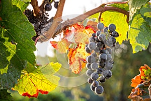 Bunches of tasty ripe grapes