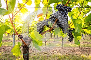 Bunches of tasty ripe grapes