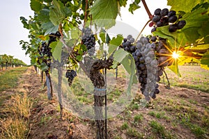 Bunches of tasty ripe grapes