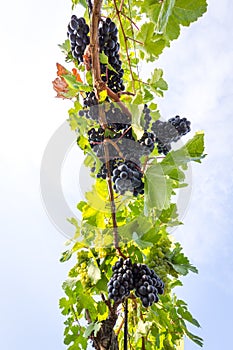 Bunches of tasty ripe grapes