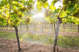 Bunches of tasty ripe grapes