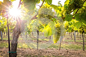 Bunches of tasty ripe grapes