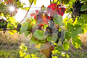 Bunches of tasty ripe grapes