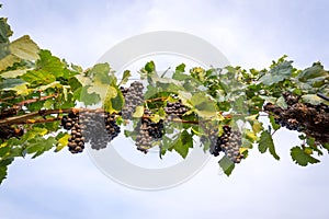 Bunches of tasty ripe grapes