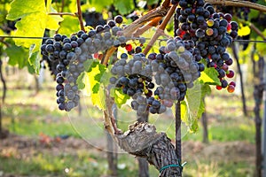 Bunches of tasty ripe grapes