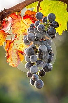 Bunches of tasty ripe grapes