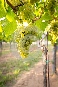 Bunches of tasty ripe grapes