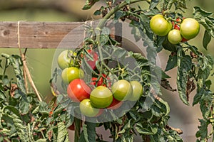 Bunches of tomatoes in a garden
