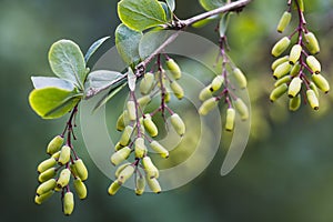 Bunches of the unripe berberis berries close-up