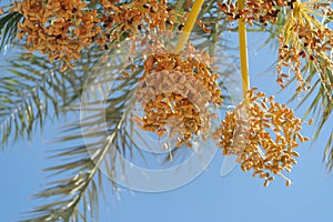 Bunches unripe dates growing in hot tropical resort hanging from palm tree branches under blue sky