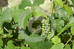 BUNCHES OF UNRIPE GREEN DEVELOPING GRAPES ON A VINE