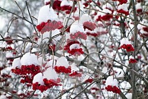 Bunches of viburnum covered with snow