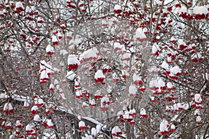 Bunches of viburnum covered with snow